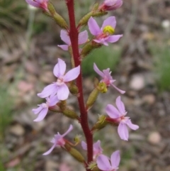 Stylidium graminifolium (grass triggerplant) at Latham, ACT - 13 Oct 2020 by pinnaCLE