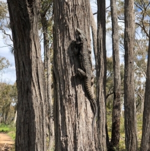 Pogona barbata at Bruce, ACT - suppressed