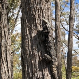 Pogona barbata at Bruce, ACT - suppressed