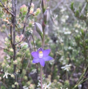 Thelymitra sp. (pauciflora complex) at Downer, ACT - suppressed