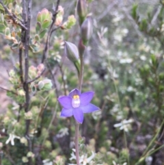 Thelymitra sp. (pauciflora complex) (Sun Orchid) at Downer, ACT - 13 Oct 2020 by Wen