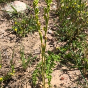 Hymenochilus bicolor (ACT) = Pterostylis bicolor (NSW) at Downer, ACT - suppressed