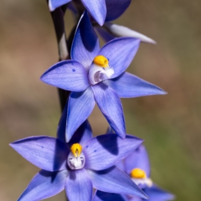 Thelymitra ixioides (Dotted Sun Orchid) at Penrose, NSW - 10 Oct 2020 by Aussiegall