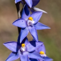 Thelymitra ixioides (Dotted Sun Orchid) at Penrose - 10 Oct 2020 by Aussiegall