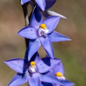 Thelymitra ixioides at Penrose - 11 Oct 2020