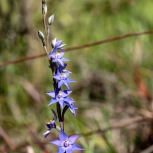 Thelymitra ixioides at Penrose - 11 Oct 2020