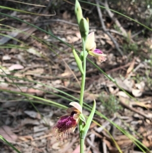 Calochilus platychilus at Downer, ACT - suppressed