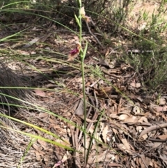 Calochilus platychilus at Downer, ACT - suppressed