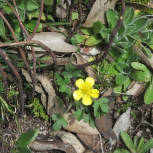 Ranunculus lappaceus at Cotter River, ACT - 11 Oct 2020