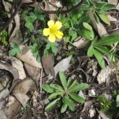 Ranunculus lappaceus at Cotter River, ACT - 11 Oct 2020