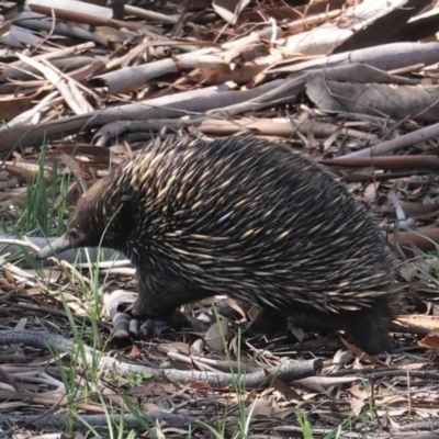 Tachyglossus aculeatus (Short-beaked Echidna) at Forde, ACT - 2 Oct 2020 by JackyF