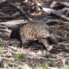 Tachyglossus aculeatus at Forde, ACT - 2 Oct 2020