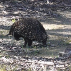 Tachyglossus aculeatus at Forde, ACT - 2 Oct 2020