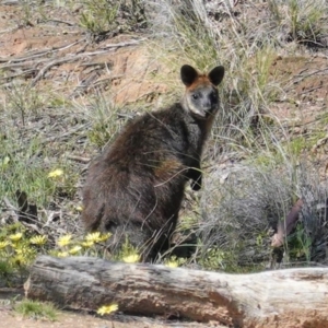 Wallabia bicolor at Forde, ACT - 2 Oct 2020