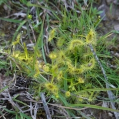 Drosera sp. (A Sundew) at Jacka, ACT - 1 Oct 2020 by JackyF