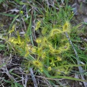 Drosera sp. at Jacka, ACT - 2 Oct 2020