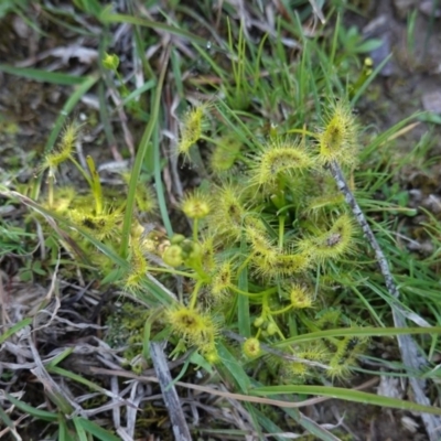 Drosera sp. (A Sundew) at Mulligans Flat - 1 Oct 2020 by JackyF