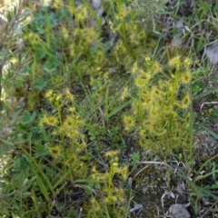 Drosera sp. at Jacka, ACT - 2 Oct 2020