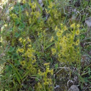 Drosera sp. at Jacka, ACT - 2 Oct 2020 09:51 AM