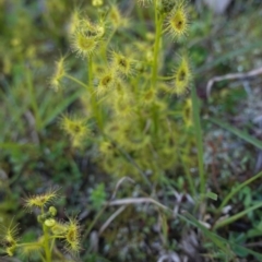 Drosera sp. at Jacka, ACT - 2 Oct 2020