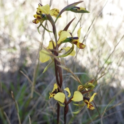 Diuris pardina (Leopard Doubletail) at Forde, ACT - 2 Oct 2020 by JackyF