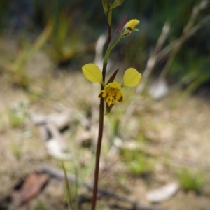 Diuris pardina at Forde, ACT - 2 Oct 2020