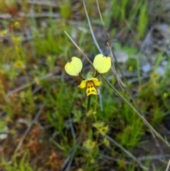 Diuris pardina at Forde, ACT - 2 Oct 2020