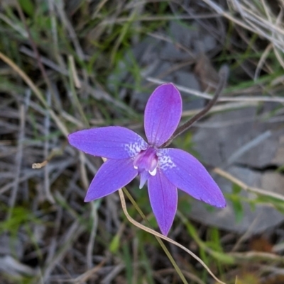 Glossodia major (Wax Lip Orchid) at Forde, ACT - 2 Oct 2020 by JackyF