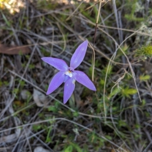 Glossodia major at Forde, ACT - 2 Oct 2020