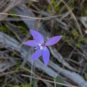 Glossodia major at Forde, ACT - 2 Oct 2020