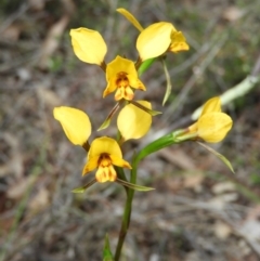 Diuris nigromontana (Black Mountain Leopard Orchid) at Black Mountain - 10 Oct 2020 by MatthewFrawley