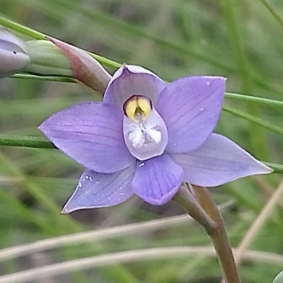 Thelymitra pauciflora (Slender Sun Orchid) at Kambah, ACT - 13 Oct 2020 by RosemaryRoth