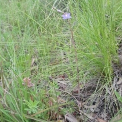 Thelymitra pauciflora at Kambah, ACT - 13 Oct 2020