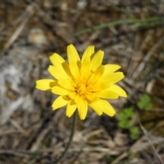 Microseris walteri (Yam Daisy, Murnong) at Downer, ACT - 10 Oct 2020 by MatthewFrawley