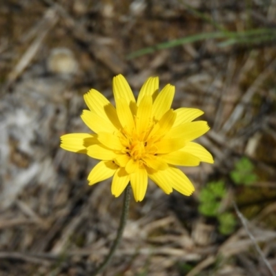 Microseris walteri (Yam Daisy, Murnong) at Downer, ACT - 10 Oct 2020 by MatthewFrawley