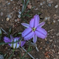 Thysanotus patersonii (Twining Fringe Lily) at Mulligans Flat - 2 Oct 2020 by JackyF