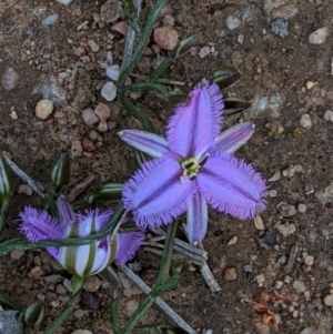 Thysanotus patersonii at Forde, ACT - 2 Oct 2020
