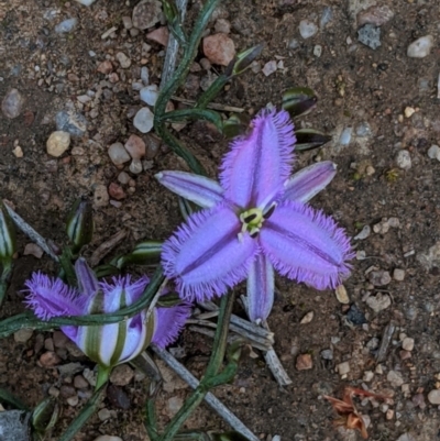 Thysanotus patersonii (Twining Fringe Lily) at Mulligans Flat - 2 Oct 2020 by JackyF