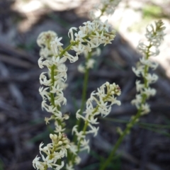 Stackhousia monogyna (Creamy Candles) at Forde, ACT - 2 Oct 2020 by JackyF