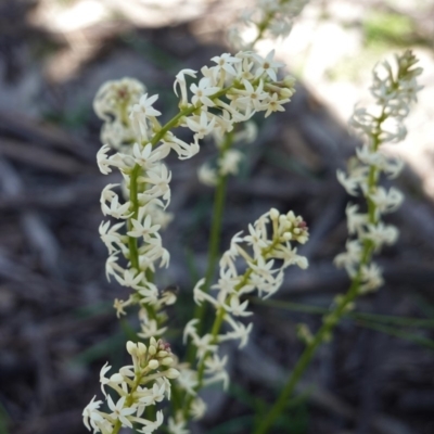 Stackhousia monogyna (Creamy Candles) at Forde, ACT - 2 Oct 2020 by JackyF