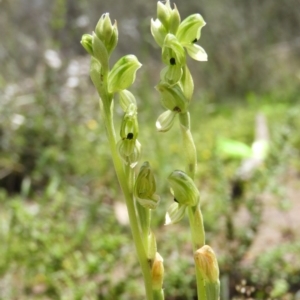 Hymenochilus bicolor (ACT) = Pterostylis bicolor (NSW) at Downer, ACT - suppressed