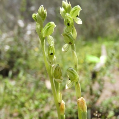Hymenochilus bicolor (Black-tip Greenhood) at Downer, ACT - 10 Oct 2020 by MatthewFrawley