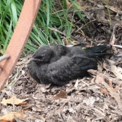 Corcorax melanorhamphos (White-winged Chough) at Yarralumla, ACT - 10 Oct 2020 by JackyF