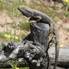 Pogona barbata (Eastern Bearded Dragon) at Hughes Grassy Woodland - 4 Oct 2020 by JackyF