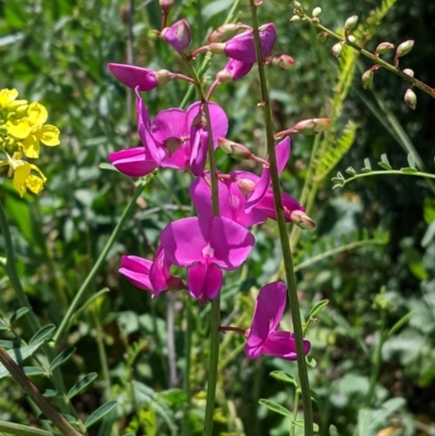 Swainsona galegifolia (Darling Pea) at Red Hill, ACT - 4 Oct 2020 by JackyF