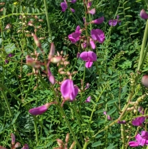 Swainsona galegifolia at Red Hill, ACT - 4 Oct 2020