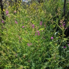 Swainsona galegifolia at Red Hill, ACT - 4 Oct 2020