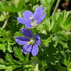 Erodium crinitum (Native Crowfoot) at Red Hill Nature Reserve - 4 Oct 2020 by JackyF