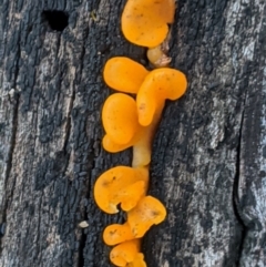 Dacryopinax spathularia (Dacryopinax spathularia) at Deakin, ACT - 6 Oct 2020 by JackyF