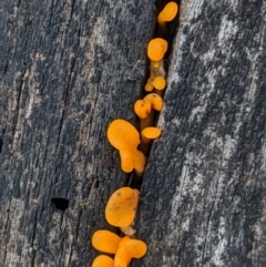 Dacryopinax spathularia at Deakin, ACT - 6 Oct 2020